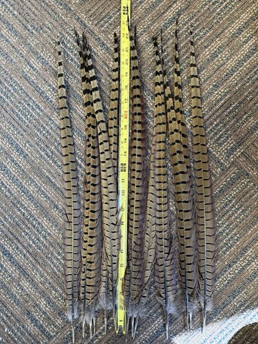 Ringneck pheasant tail - ringneck,