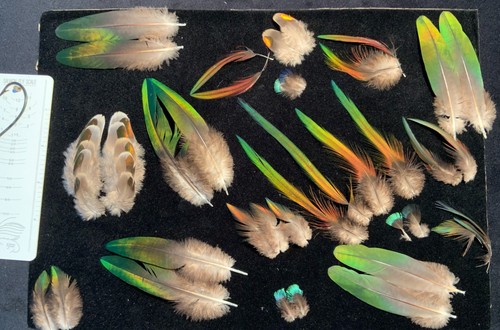 Fruit pigeon feathers - pigeon,