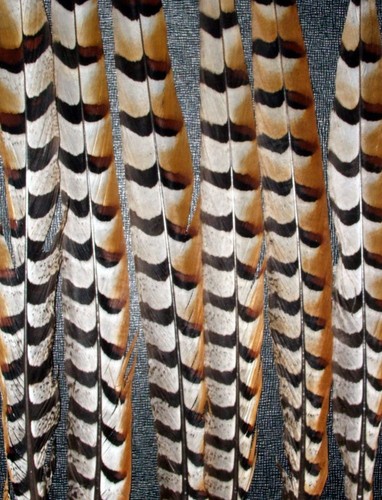 Venery pheasant tail - 2,